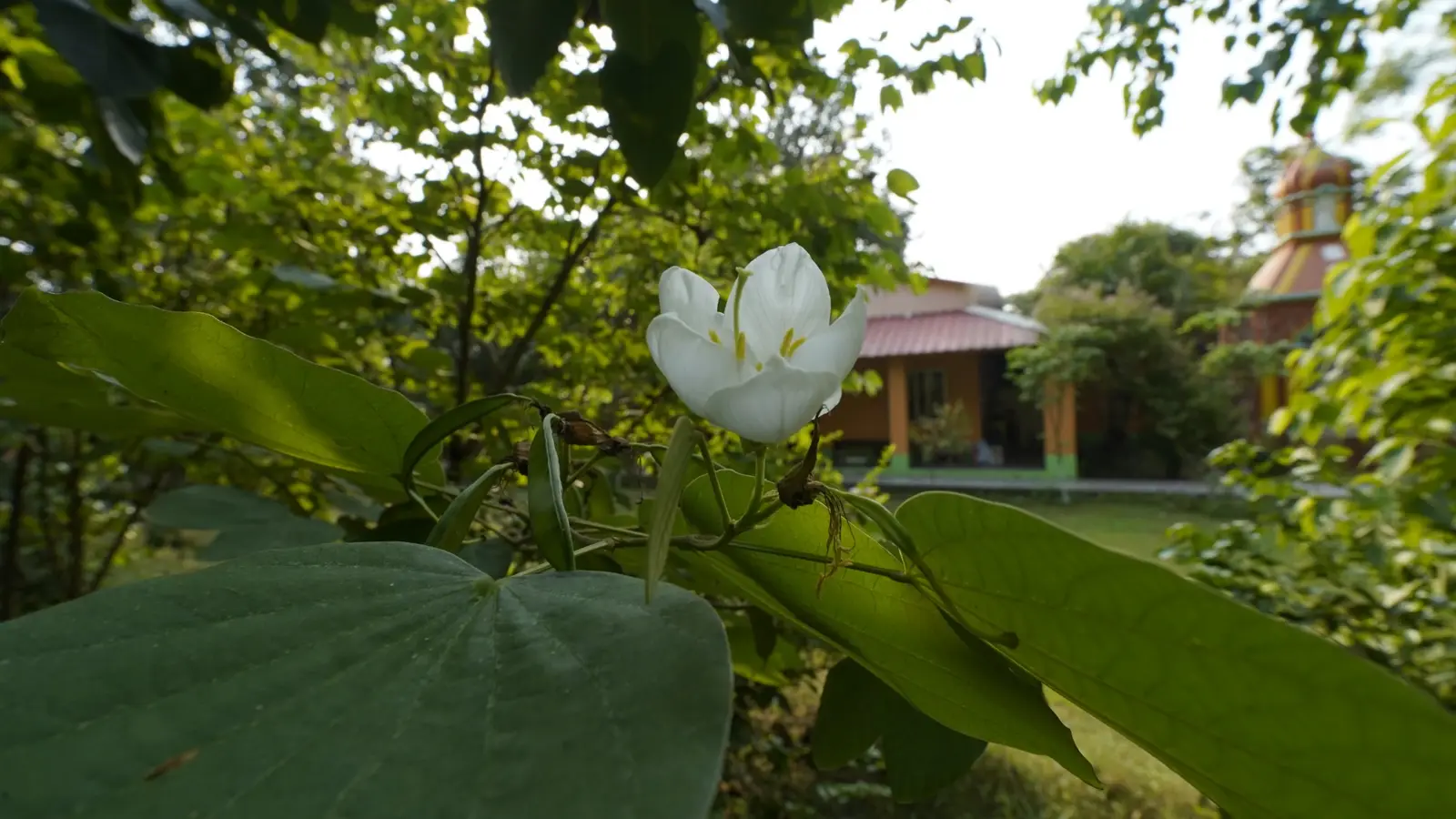 A white flower in the garden, with a cottage and the temple behind