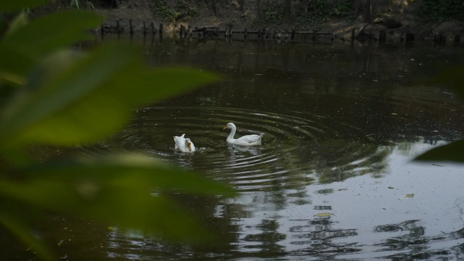 Two white ducks on the pond at Turiyo, seen through leaves