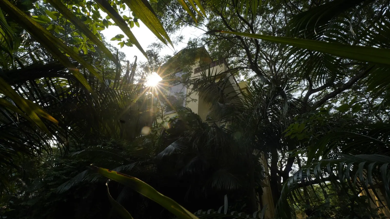 Sunlight breaking through the palms in front of the farmhouse at Turiyo